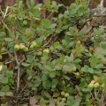 Borówka bagienna - (Vaccinium uliginosum)