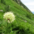 Czosnek siatkowaty - (Allium victorialis)