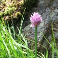 Czosnek syberyjski - (Allium sibiricum)