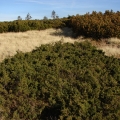 Jałowiec halny - (Juniperus communis subsp. alpina)