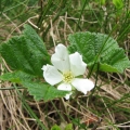 Malina moroszka - (Rubus chamaemorus)