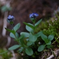 Przetacznik alpejski - (Veronica alpina)