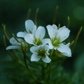 Rzeżucha Opitza - (Cardamine amara subsp. opizii)