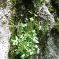 Rzeżucha rezedolistna - (Cardamine resedifolia)
