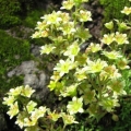 Skalnica bazaltowa - (Saxifraga moschata subsp. basaltica)