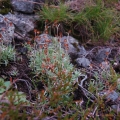 Szarota drobna - (Gnaphalium supinum)