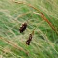 Turzyca patagońska - (Carex magellanica)