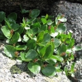 Wierzba zielna - (Salix herbacea)